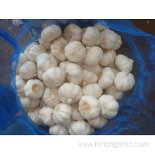 Different Sizes of Jinxiang Pure White Garlic